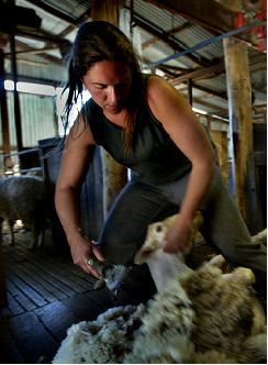 A female shearer at work