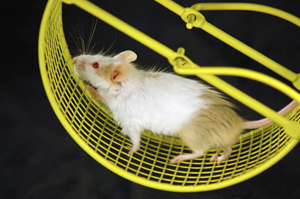 mouse on a bright yellow treadmill