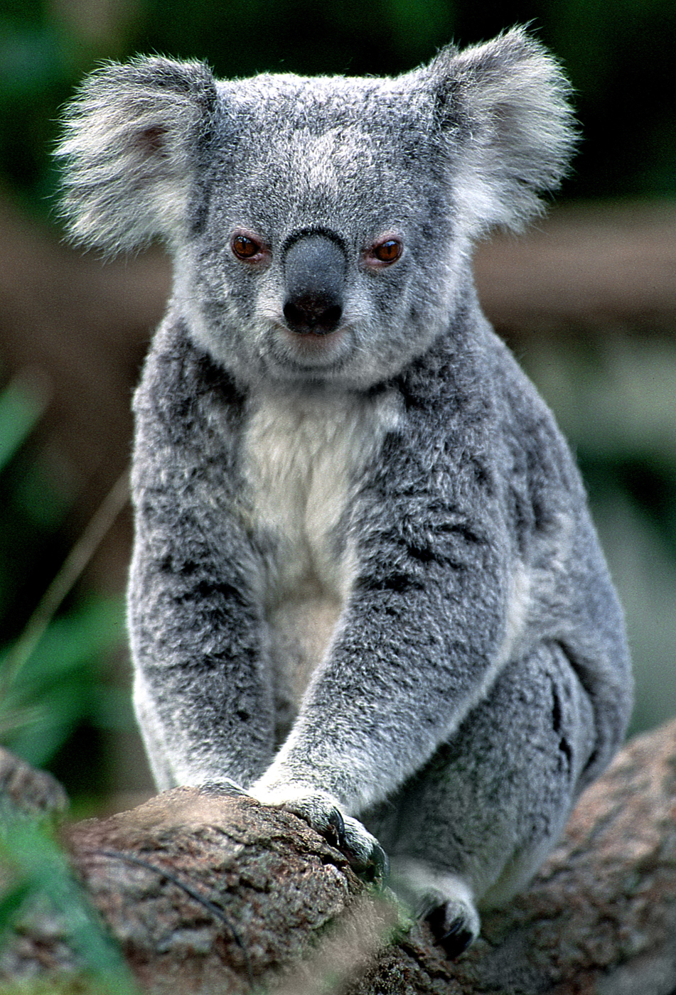 Koala health research at Griffith University