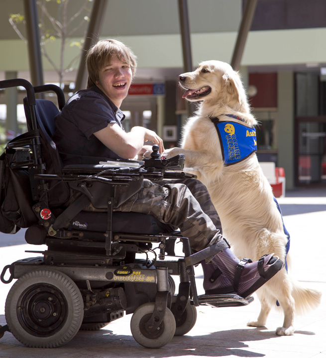 Griffith student Anthony Kinnear in wheelchair with golden retriever Jasper on hind legs and leaning on chair.