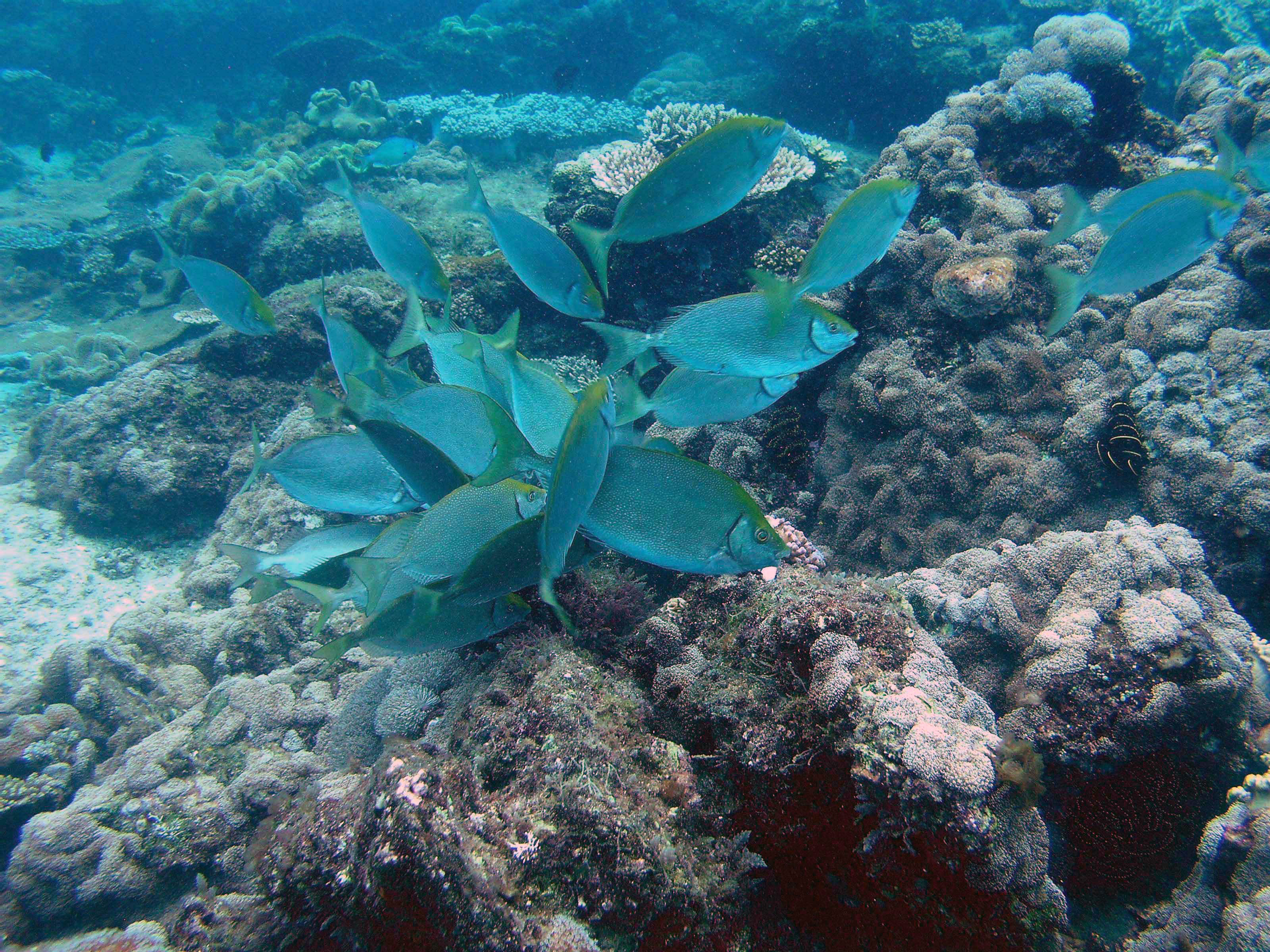 Rabbitfish grazing on coral reef