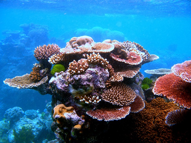 A colourful photo of underwater reef.
