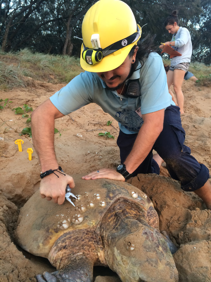 Australian Rivers Institute PhD candidate Ryan Pearson removes barnacles from a turtle