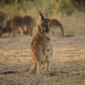 Kangaroo, standing