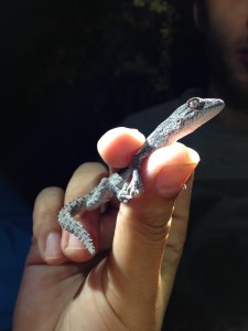 gecko held in fingers