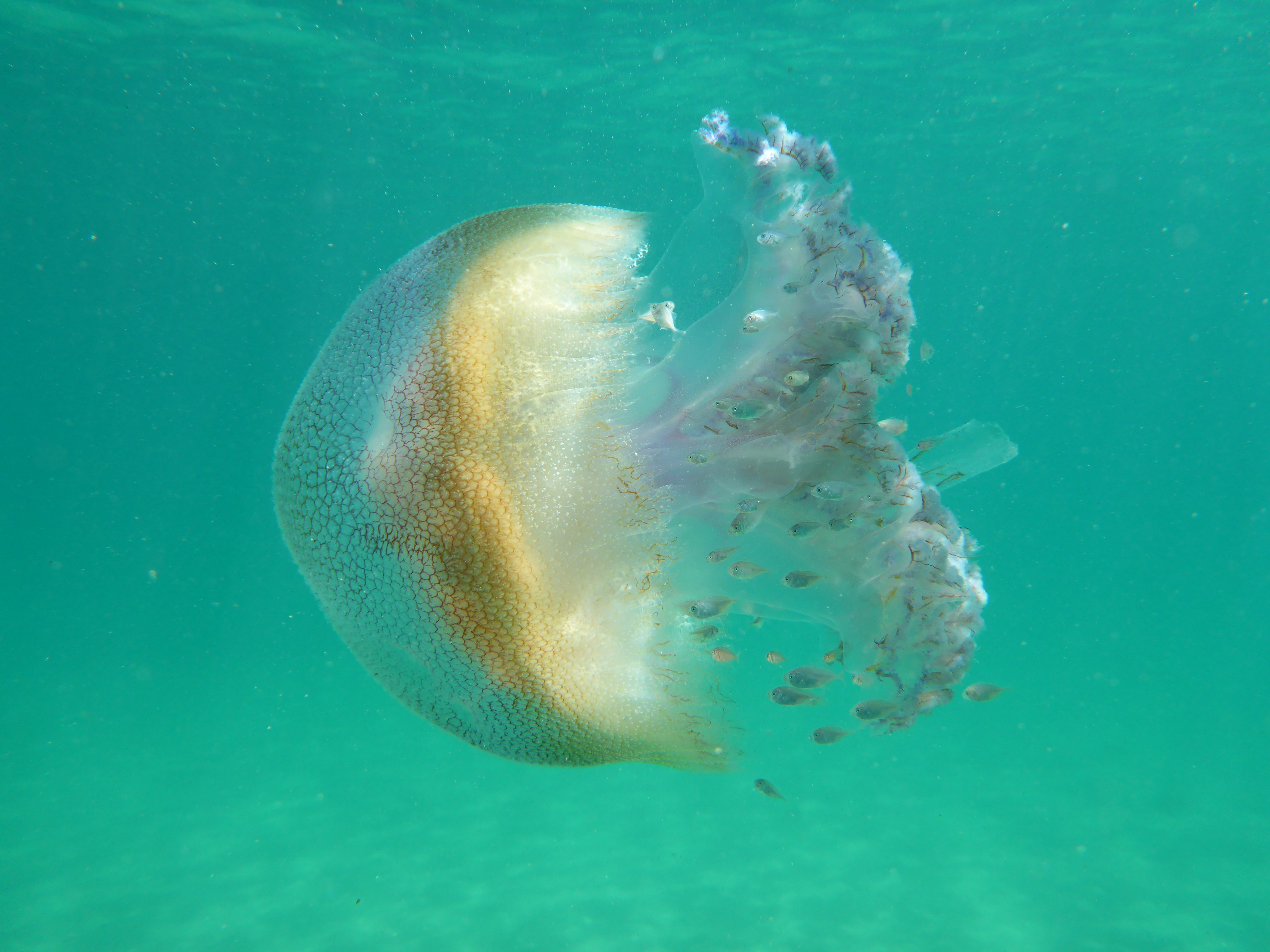 Jellyfish and small fish