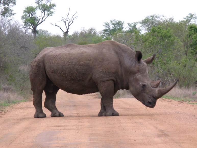 Rhino - Duan Biggs