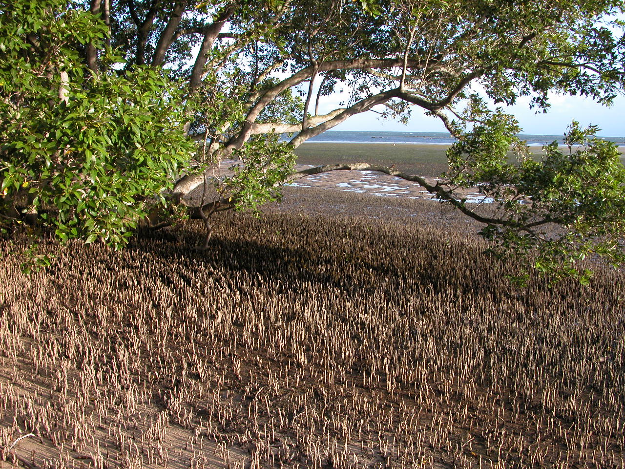 Australia S Carbon Rich Mangroves Need Protection Griffith News