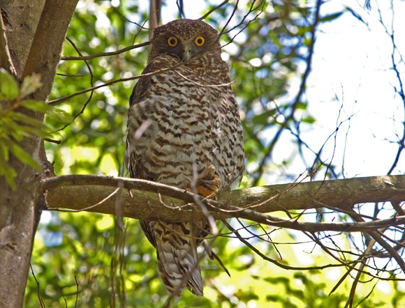 A powerful owl on a branch in woodland