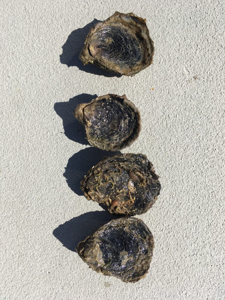 What a pearl! New oyster to save the industry Griffith News