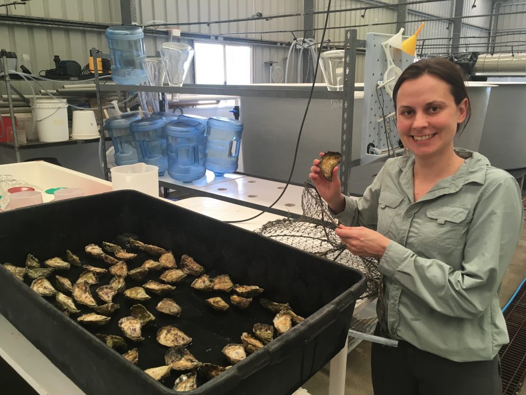 What a pearl! New oyster to save the industry - Griffith News