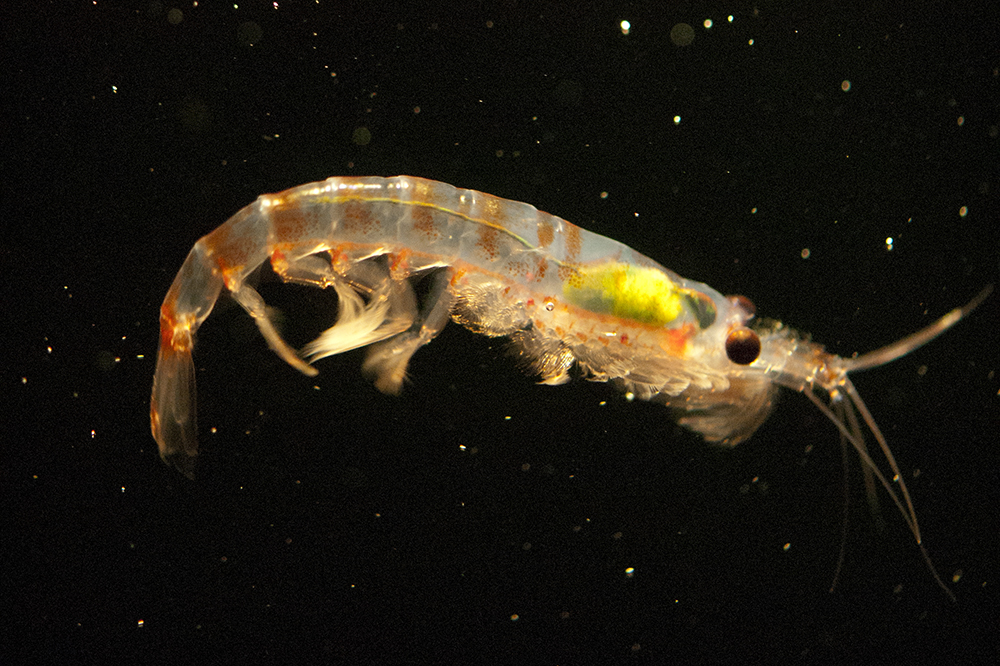 Krill's plastic-eating abilities has surprised researchers. Photo supplied: Rob King, Australian Antarctic Division.