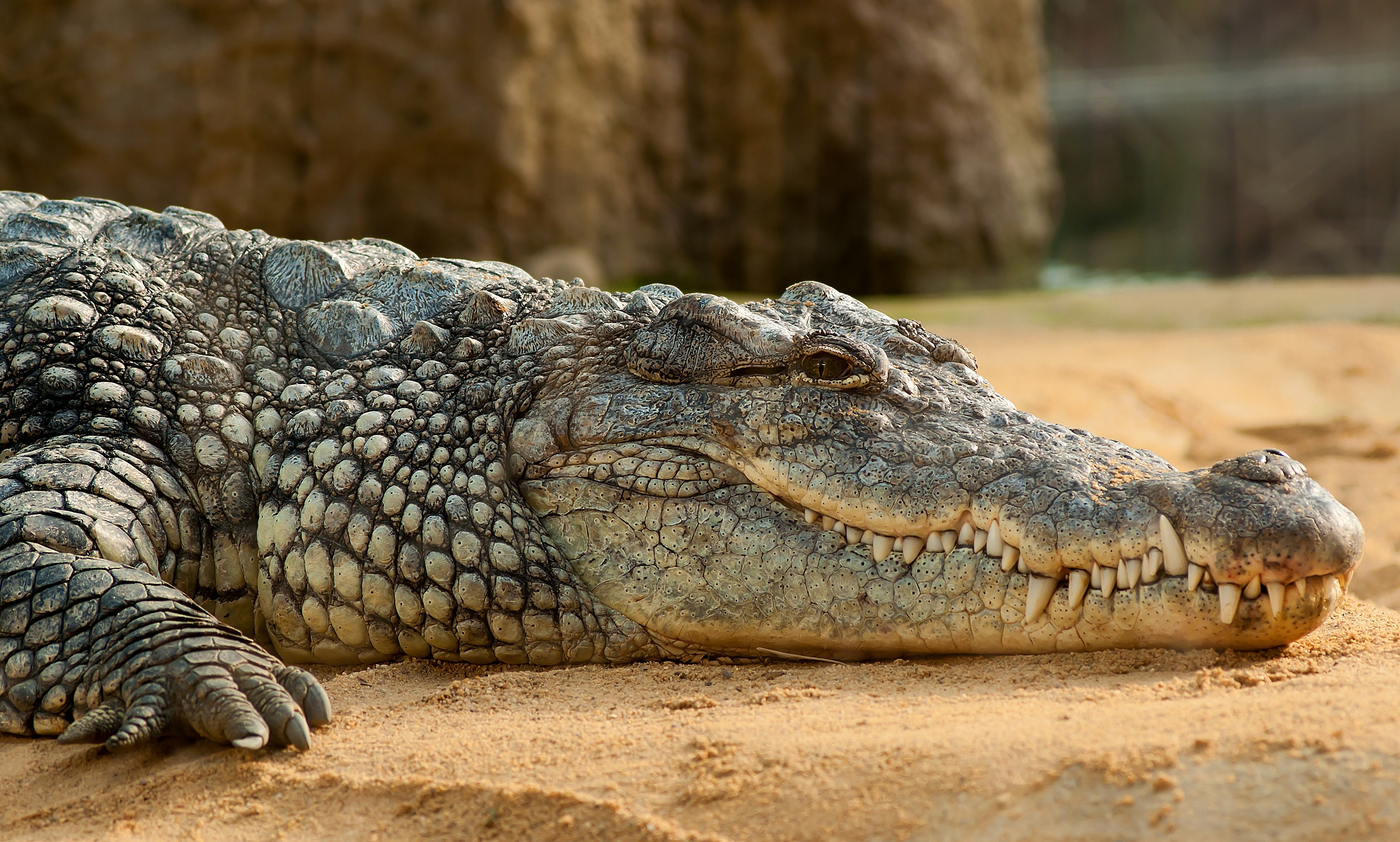 Крокодил картинка. Нильский крокодил. Нильский Аллигатор. Африканский Нильский крокодил. Пресмыкающиеся крокодил.
