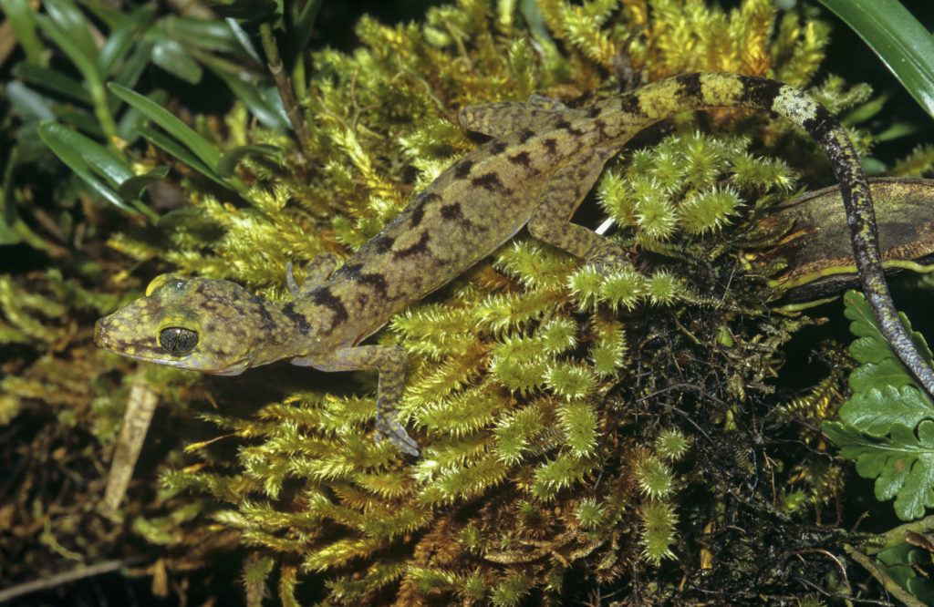 Griffith undergrad describes colourful new gecko species – Griffith News