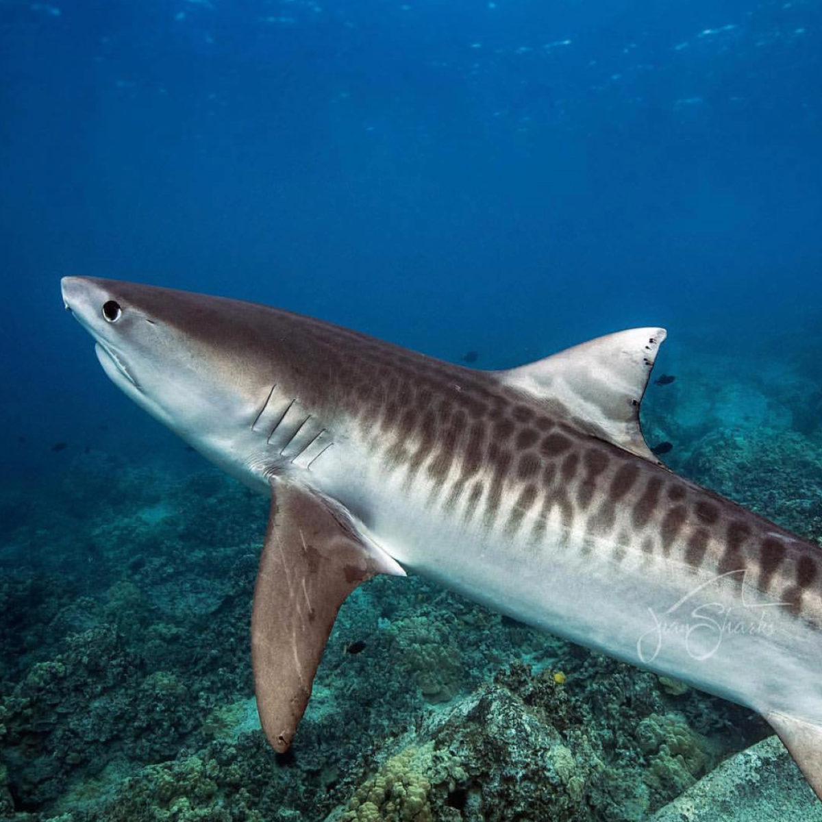 Decline in tiger shark population defies expectations – Griffith News