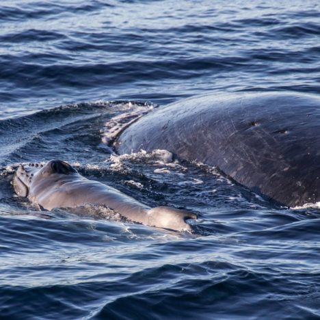 Warmer, shallow GC waters becoming calving habitat for humpbacks ...