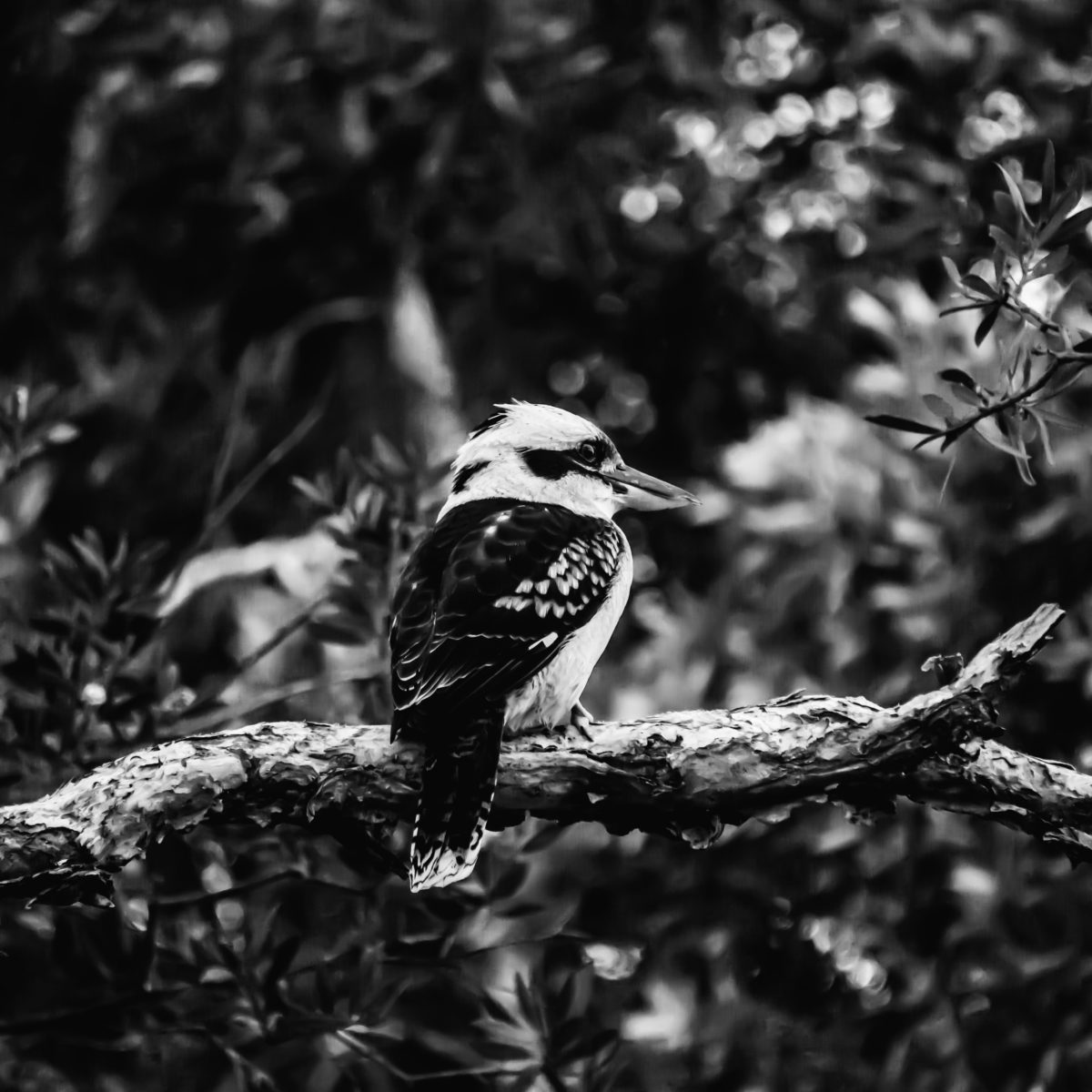 What to feed injured native wildlife, in the wake of natural disasters