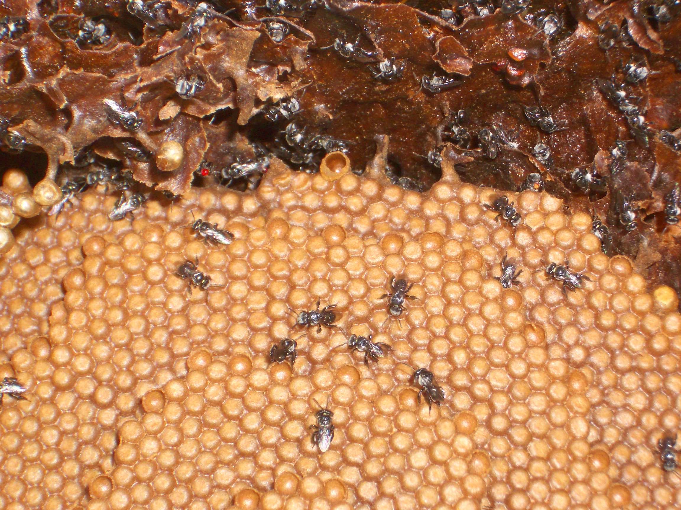 Stingless bees in a hive