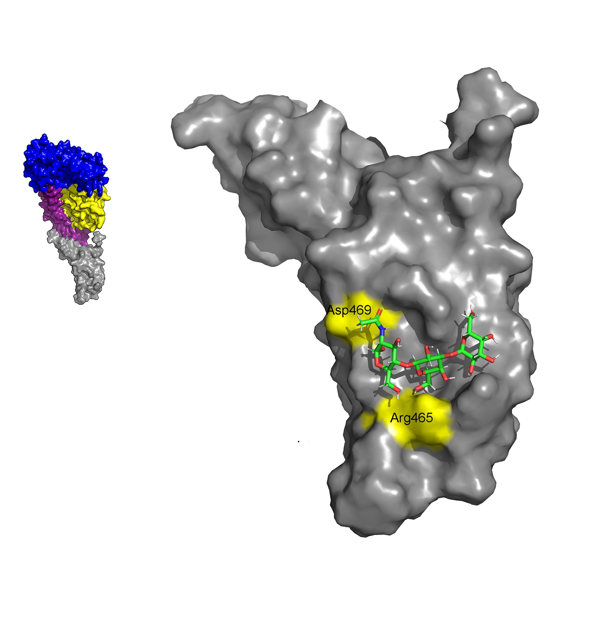 The structure of the CDC, suilysin, binding to a glycan receptor. This whole toxin is shown in the top left side. Domain 4 of the toxin (grey) is shown in complex with one of the glycans recognized by suilysin bottom right side.