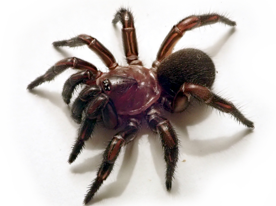 New Group Of Trapdoor Spiders Discovered In Eastern Australia Griffith News