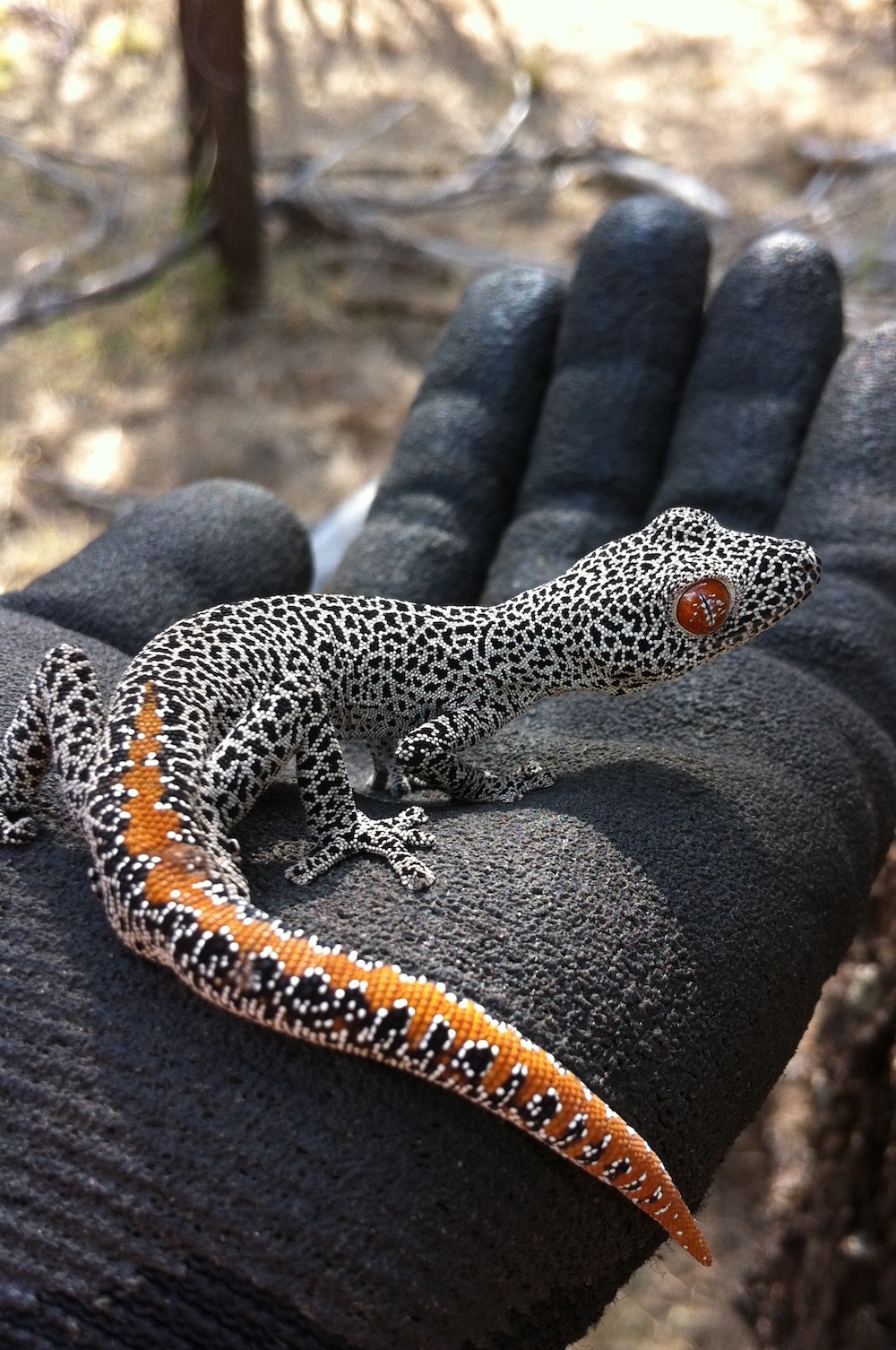 Australian reptile research needs to move beyond university backyards