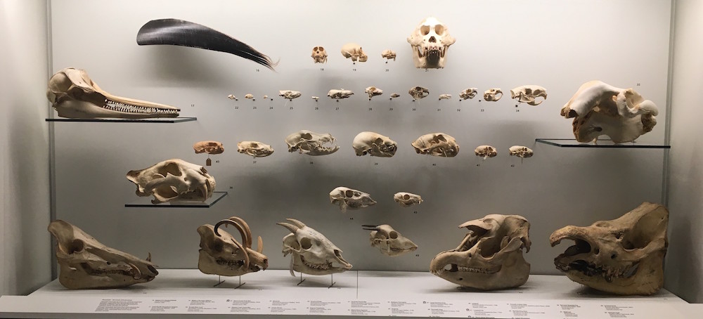 Rainforests not humans drove megafauna extinction in Southeast Asia ...