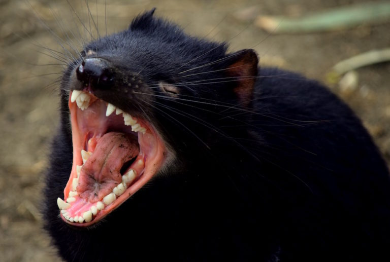 Tasmanian devils may survive their own pandemic – Griffith News