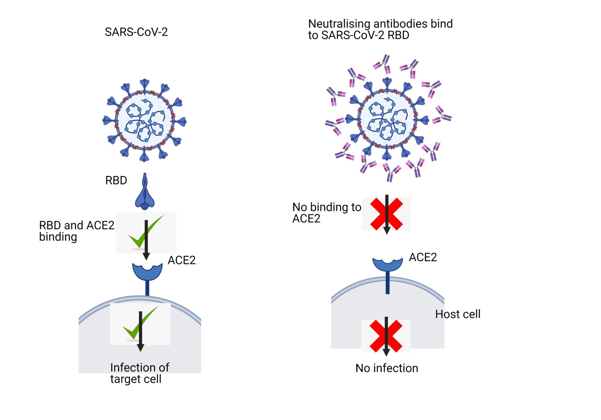 New Research May Be Key To Making Safe, Durable Covid-19 Vaccines 