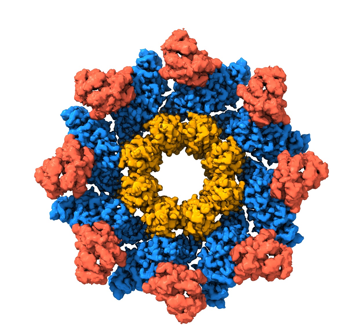 Three-dimensional structure of the SARM1 protein determined by cryo-electron microscopy. Credit: Jeff Nanson.