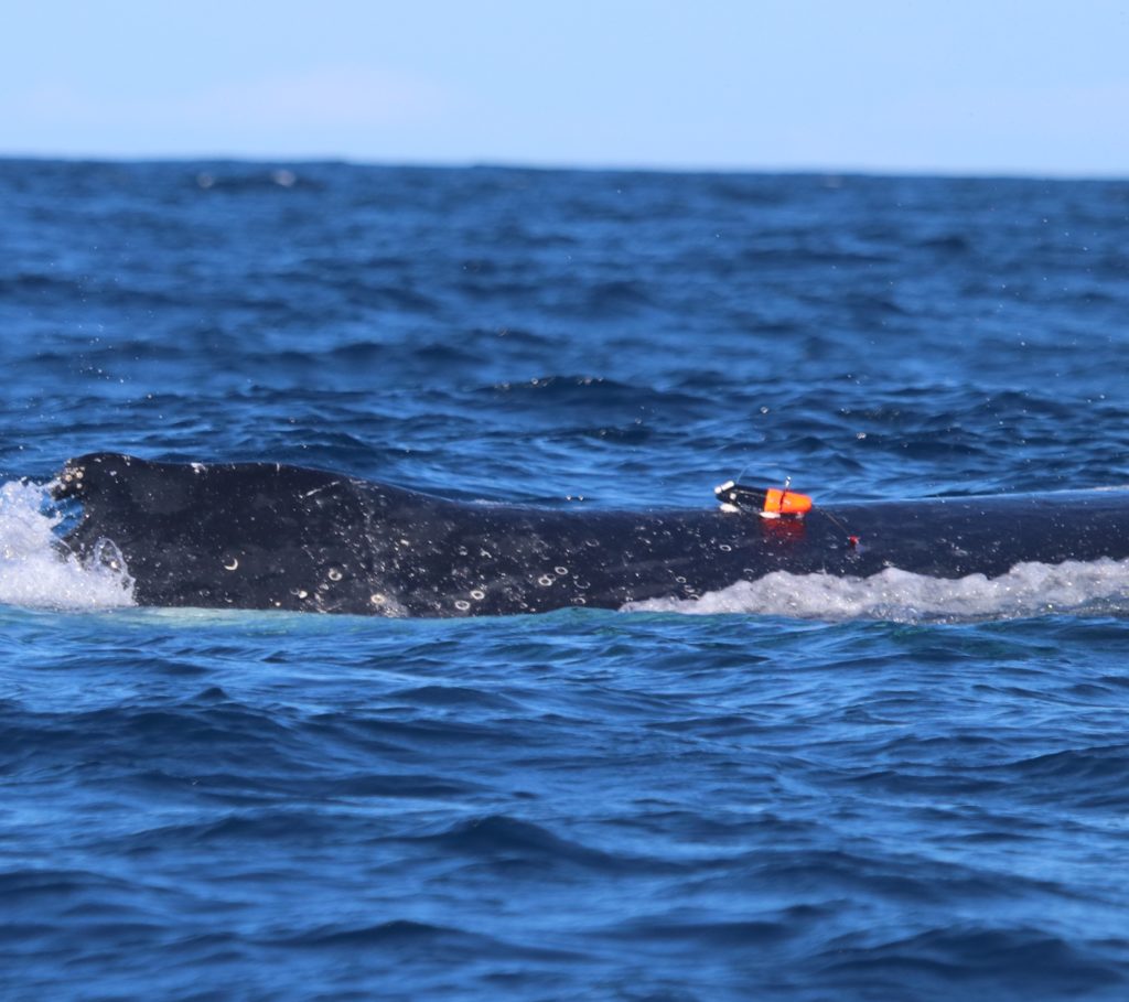 marine animal gps tracks