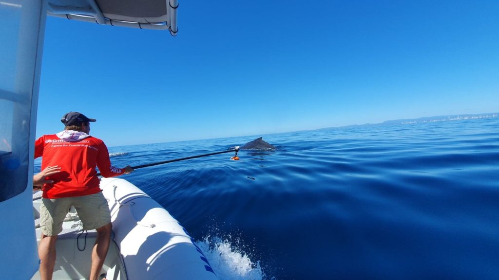 GPS suction tracker puts whales on the radar – Griffith News