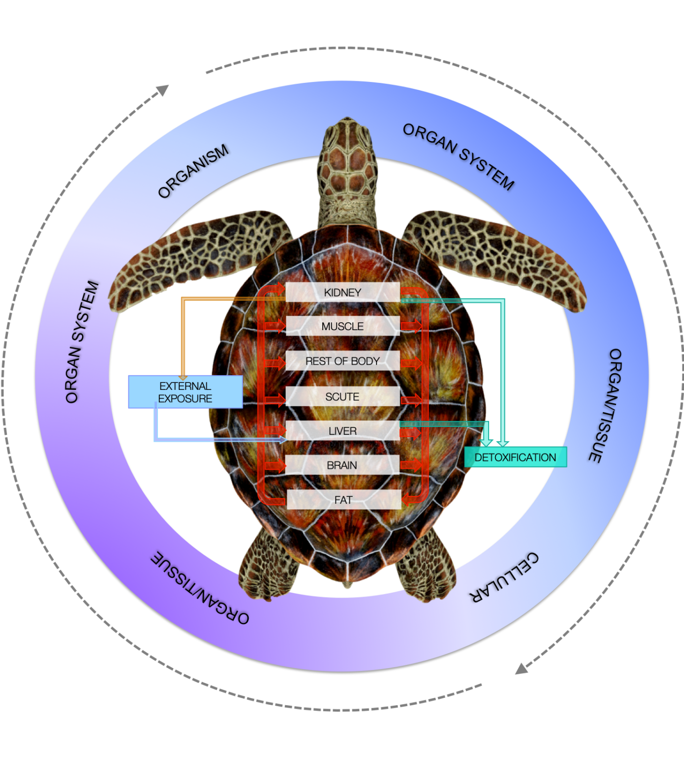 Three Out Of Four Turtle Populations Risk Cadmium Contamination Griffith News