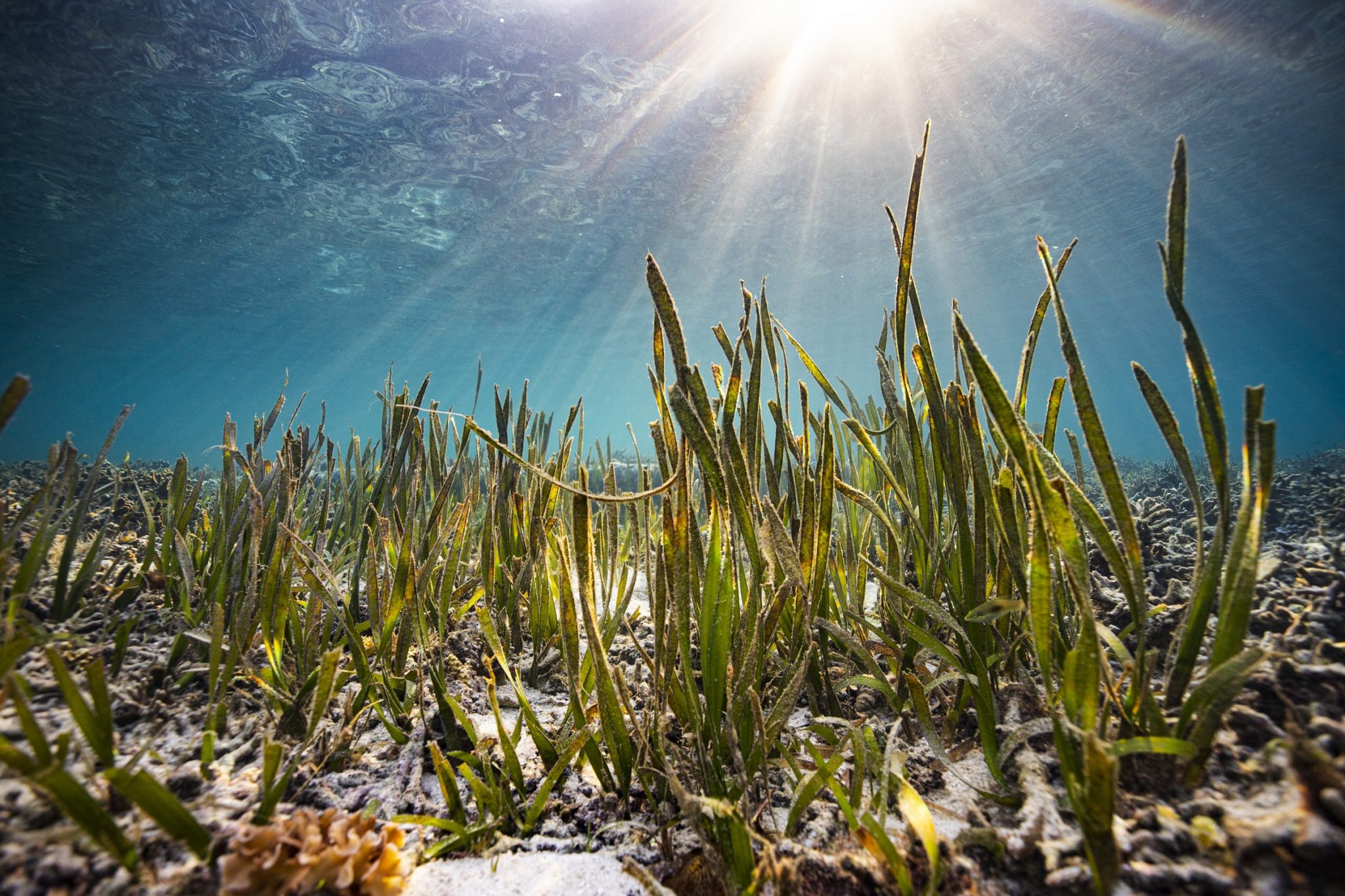 Poor water quality and trawling take toll on seagrass – Griffith News