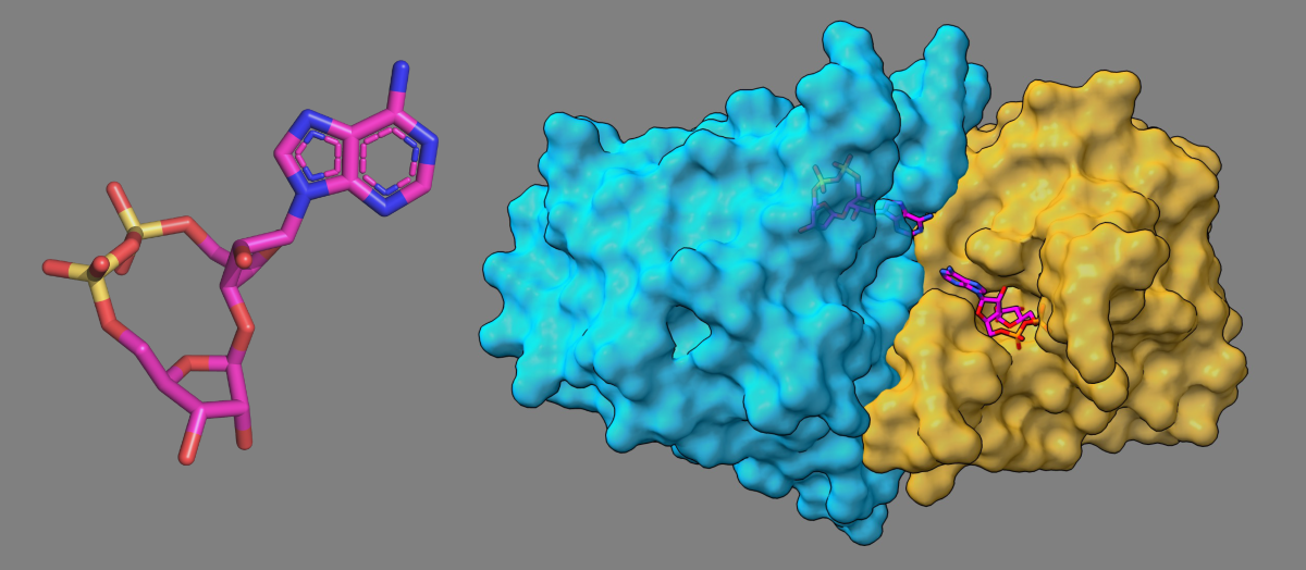 Structures of 3'cADPR (left) and the Thoeris defence system in complex with 3'cADPR (right)