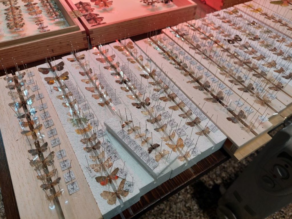 20-year insect research to investigate the buzz around climate change ...