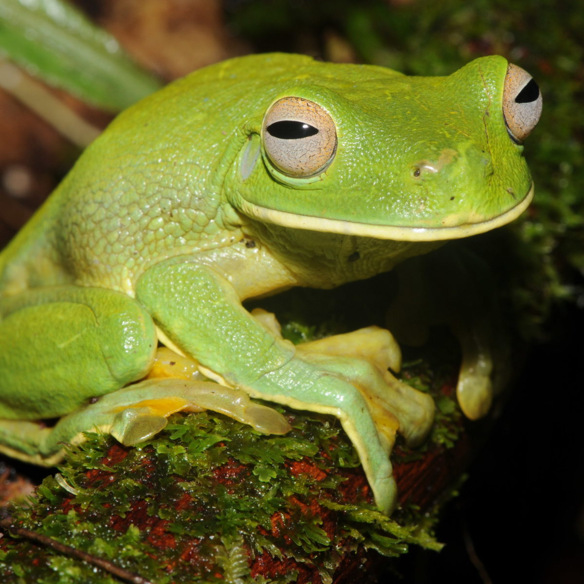 Study highlights overlooked hotspot of frog diversity - Vimarsana News