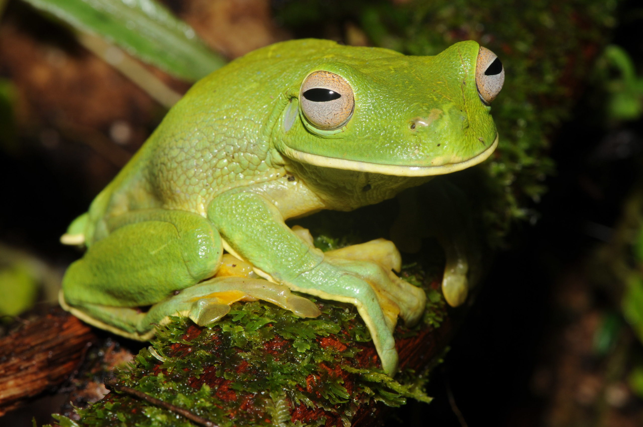 Gliding treefrogs, mini-males and burrowing frogs in trees: why Melanesia  is the world's tropical island frog hotspot