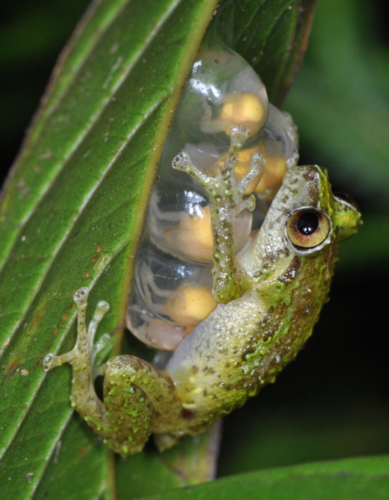 Study highlights overlooked hotspot of frog diversity - Griffith News