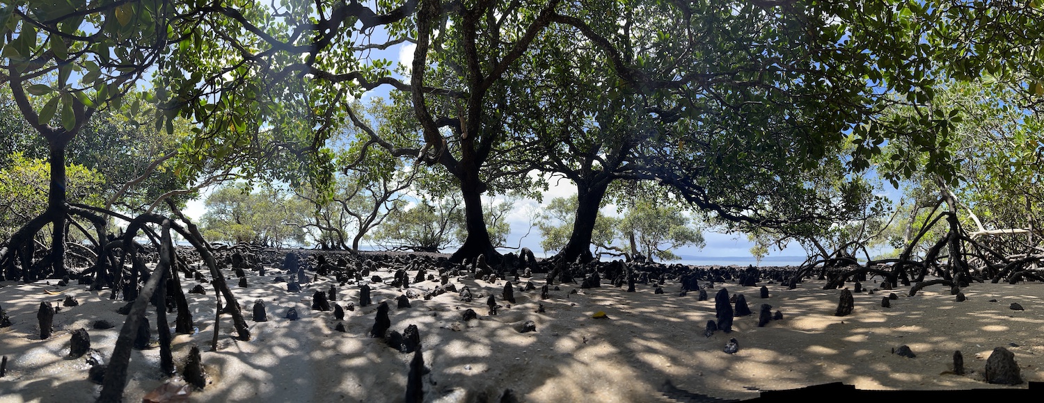 mangrove-research
