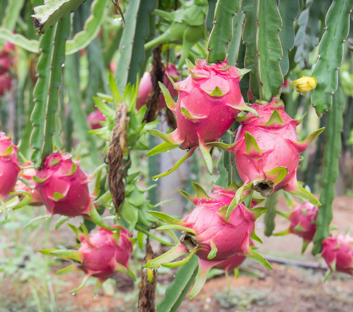 Griffith helps Vietnamese dragon fruit growers and traders build capacity to export to Australia - Vimarsana News