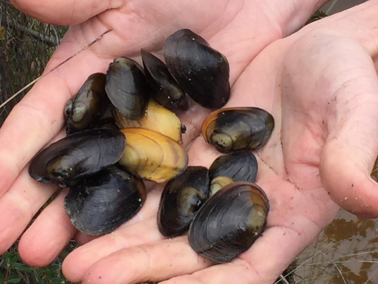 New freshwater mussels discovered in southwestern Australia Griffith News