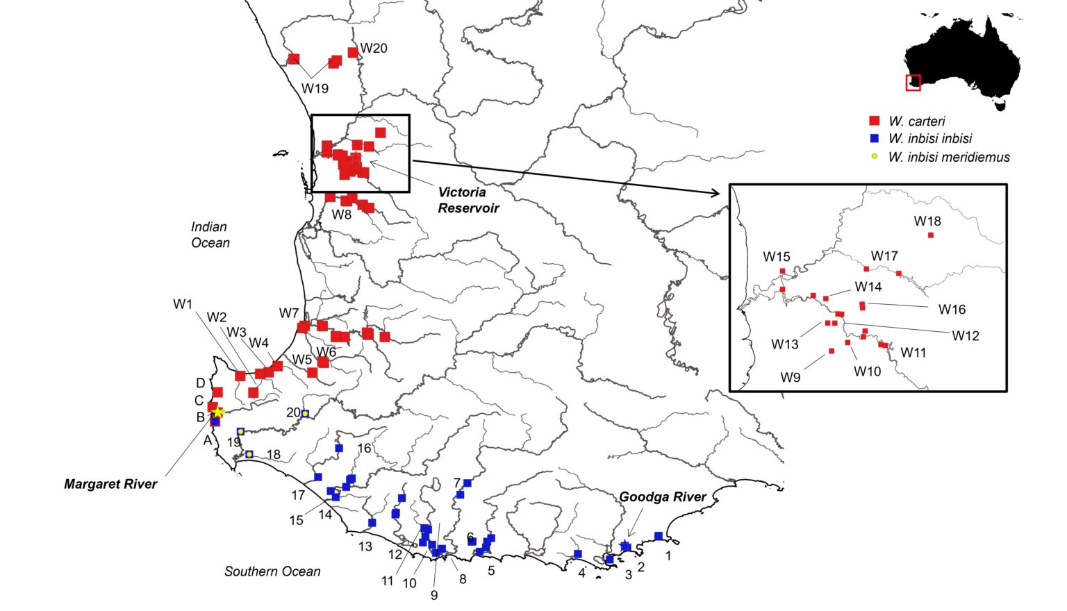 New freshwater mussels discovered in southwestern Australia Griffith News