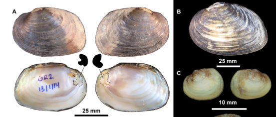 New freshwater mussels discovered in southwestern Australia - Griffith News