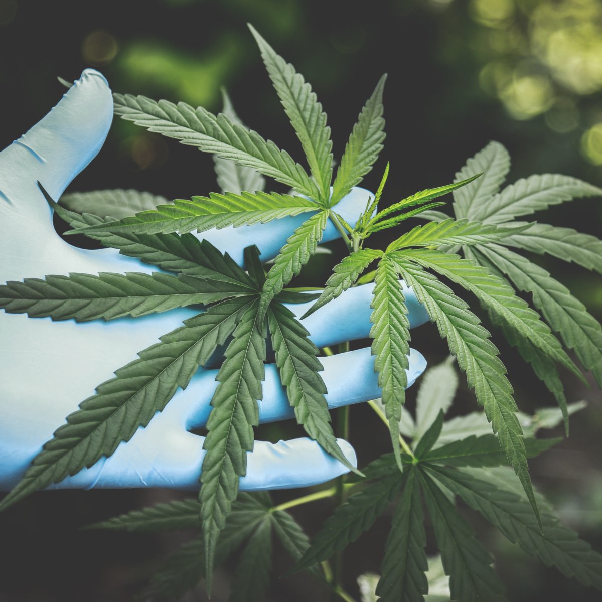 Barriers to accessing to medicinal cannabis - Vimarsana News