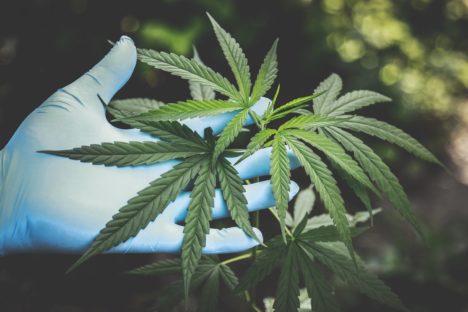 A gloved hand holds a cannabis plant