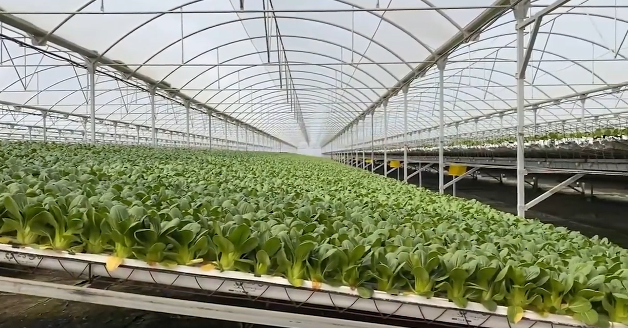 Hi-Tech Farm Launches, Revolutionizing Agriculture