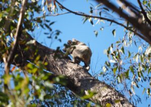Photo of a Koala with baby on it back climbing a tree in the Toohey Forest.