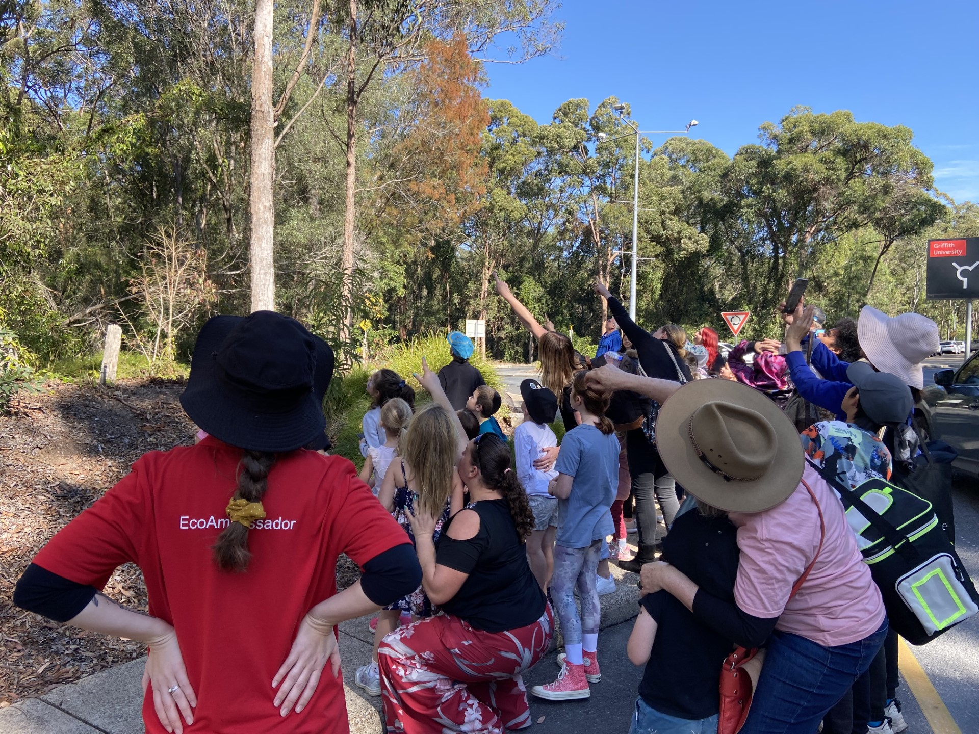 Families attending the Griffith Familiy Koala Fair at the EcoCentre pointing up at the trees, spotting a koala.