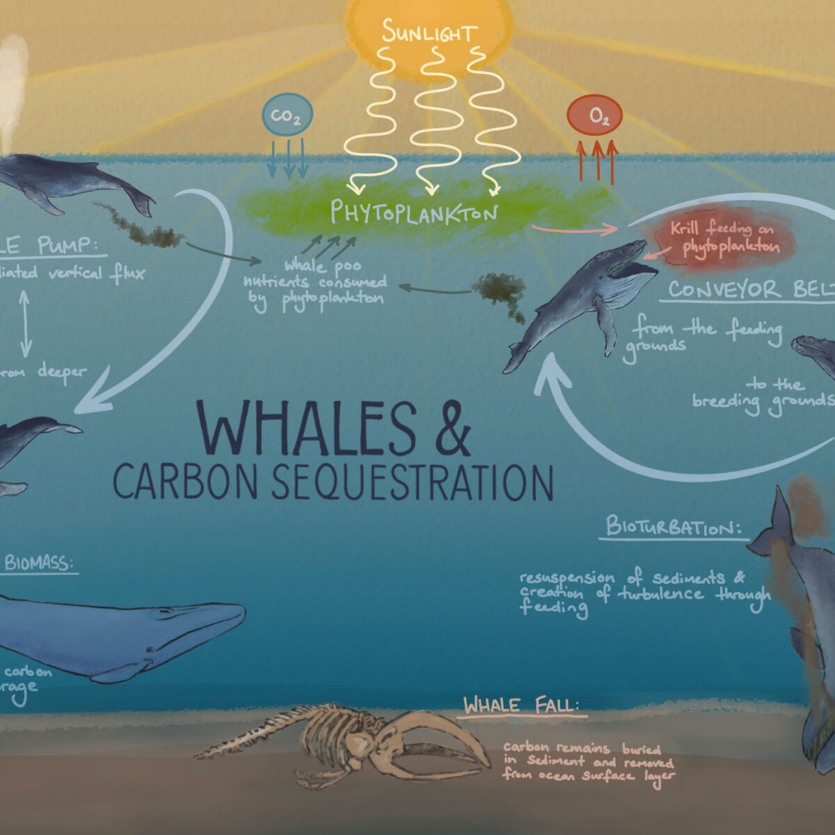 Las ballenas no deben contarse como ‘salvadores del clima’: estudio – Griffith News