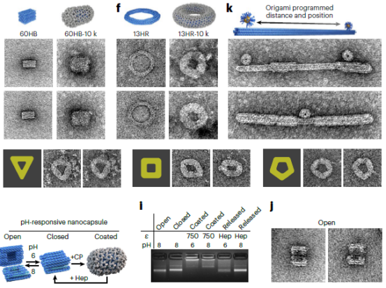 Researchers craft ‘origami DNA’ to control virus assembly - Griffith News